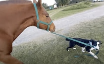犬「さぁ、出発だよ〜！」どうしてもお馬さんと一緒に散歩がしたい！