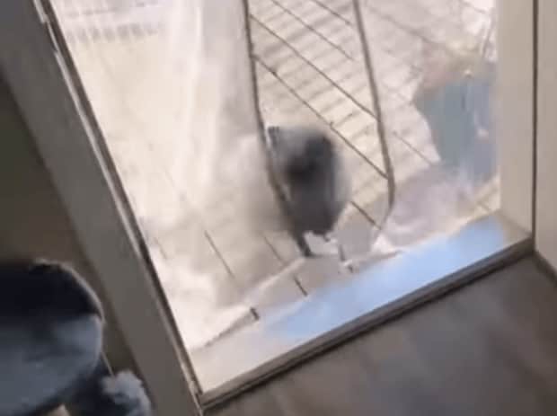 もう少し穏やかに… 毎回網戸を派手に飛び越えてくる猫