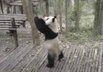 運動不足を感じたら… パンダを歩かせるにはこれが一番かも？