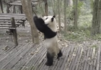 運動不足を感じたら… パンダを歩かせるにはこれが一番かも？