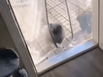もう少し穏やかに… 毎回網戸を派手に飛び越えてくる猫