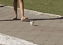このサイズ感伝わるかな!? 極小の赤ちゃん犬、元気にお散歩！