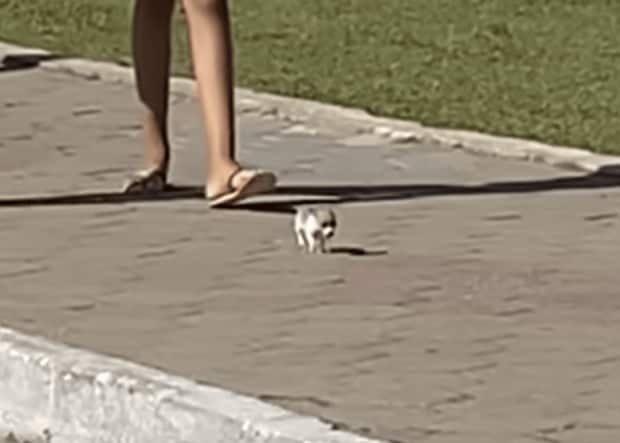 このサイズ感伝わるかな!? 極小の赤ちゃん犬、元気にお散歩！