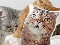 なんだか大きくなった？ 仲間にそっくりなクッションに集まる猫さんたち