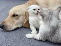 特等席は誰のもの？ ゴールデンレトリバーさんのそばで始まる子猫バトル