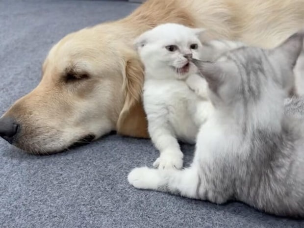 特等席は誰のもの？ ゴールデンレトリバーさんのそばで始まる子猫バトル