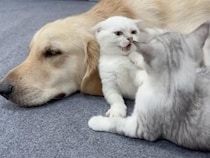 特等席は誰のもの？ ゴールデンレトリバーさんのそばで始まる子猫バトル