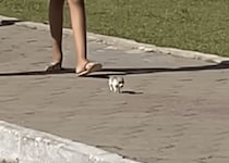 このサイズ感伝わるかな!? 極小の赤ちゃん犬、元気にお散歩！