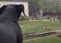 犬「片付けるの忘れてたぁー！」おもちゃを外に置きっぱなしにしていたせいで…