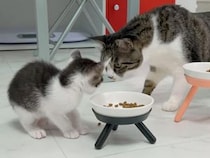 美味しい匂いに誘われた子猫さん、大きな先輩猫さんのごはんをこっそり食べて怒られちゃった？
