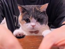 【まるで犬みたい？】おやつは目の前、でもまだ我慢。「よし！」を待つ賢い猫さん