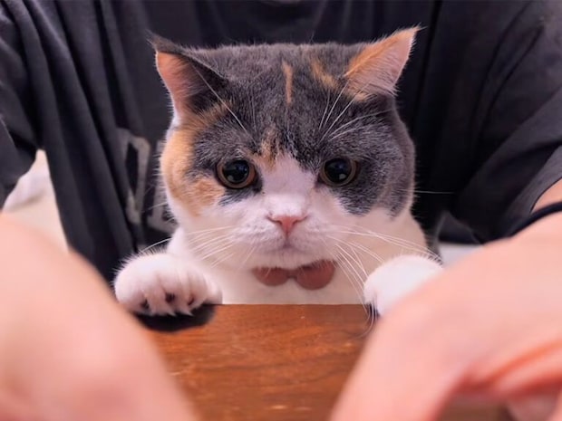 【まるで犬みたい？】おやつは目の前、でもまだ我慢。「よし！」を待つ賢い猫さん