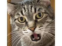 「開いた口が塞がらない」 ってこういう事！ 実際にやって見せてくれる猫さん