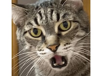 「開いた口が塞がらない」 ってこういう事！ 実際にやって見せてくれる猫さん