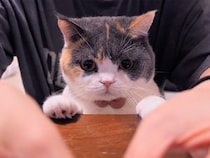 【まるで犬みたい？】おやつは目の前、でもまだ我慢。「よし！」を待つ賢い猫さん