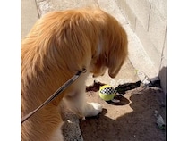 子犬のころに拾ったボール、大きくなっても手放せない大切な宝物に