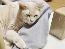 猫より人間が好きな猫さん、 特等席はいつも飼い主さんのそば