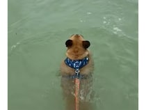 水面に見えた謎の背びれ。犬さんが近づいていくと、そこには珍しいお友達が！