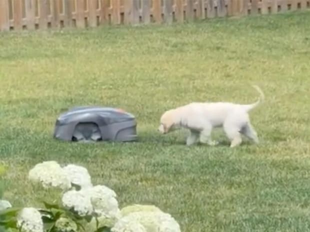 これはお友達？ ロボット芝刈り機のあとをついて歩く子犬さんの小さな冒険