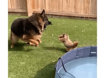 小さいけど気は強いマーモット！ 大型犬にも負けないぞ
