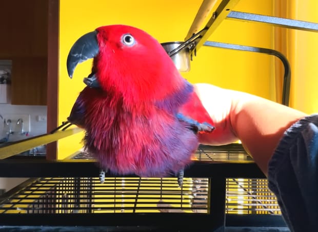 スマホが鳴った？…と思ったら、iPhoneの着信音を歌うインコ！
