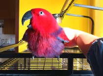 スマホが鳴った？…と思ったら、iPhoneの着信音を歌うインコ！