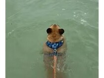 水面に見えた謎の背びれ。犬さんが近づいていくと、そこには珍しいお友達が！