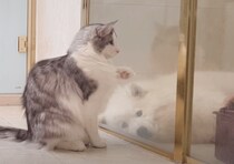 お…お風呂に入るの？ 同居犬の入浴を心配そうに見守る猫