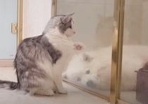 お…お風呂に入るの？ 同居犬の入浴を心配そうに見守る猫