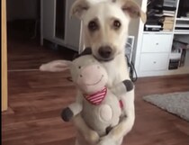 「これお気に入りなの♡」  ぬいぐるみをギュッと抱きしめてポーズをとる犬