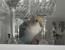 「透明、キラキラ、好き！」ガラス製品が好きすぎる鳥さん、飼い主は毎日ハラハラ…