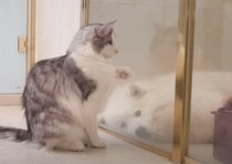 お…お風呂に入るの？ 同居犬の入浴を心配そうに見守る猫