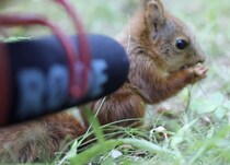 赤ちゃんリスの食事「モグモグ音」が可愛すぎる！