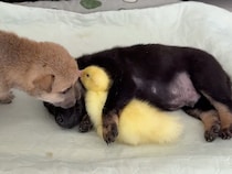 お家の中をトコトコ探検するアヒルちゃん、犬さんと猫さんたちも巻き込まれて…