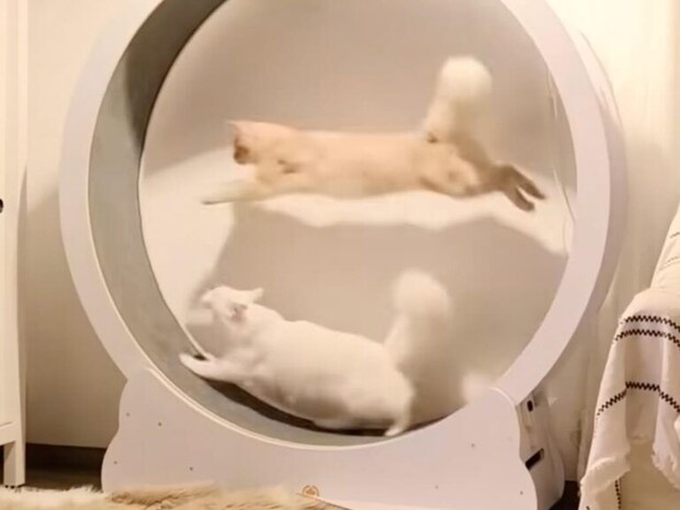 譲れない戦いが開幕! キャットホイールで白熱する猫さんたち
