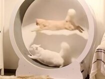 譲れない戦いが開幕！ キャットホイールで白熱する猫さんたち