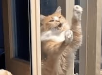 開いてるってば！「ドア開けてよぉー！」とお願いする猫さん