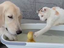 小さなバスタブで泳ぐアヒルの赤ちゃんに、子猫さんとゴールデンさんが興味津々
