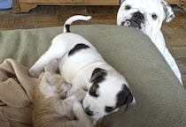 遊んでいる子猫と子犬…をこっそり覗いているブルドッグさん