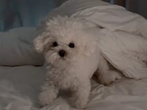 「今の声、ボク！？」突然飛び起きた犬さん、自分でもびっくりしてキョロキョロ