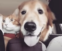 性格の違いがよく分かる〜！一緒にドライブする猫と犬が楽しそう