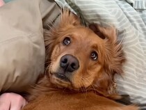 「お父さん、僕の真似ばかり！」髪型も朝ごはんも、行動がそっくりな犬さんと飼い主さん