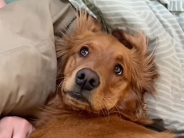 「お父さん、僕の真似ばかり!」髪型も朝ごはんも、行動がそっくりな犬さんと飼い主さん
