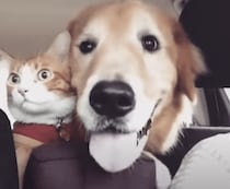 性格の違いがよく分かる〜！一緒にドライブする猫と犬が楽しそう