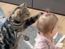 赤ちゃんの後ろで狙いを定める猫さん、ポニーテールをちょんちょん触る控えめな遊び方がかわいい
