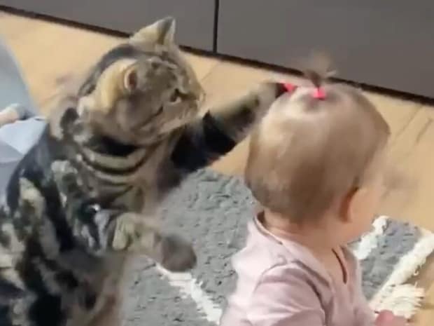 赤ちゃんの後ろで狙いを定める猫さん、ポニーテールをちょんちょん触る控えめな遊び方がかわいい