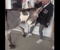 おばあちゃんとロバ、一緒に楽しくダンス!?