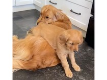 子犬の頃は「おんぶ」大好き！ 成長してもお姉ちゃんの上へ…ドスン！