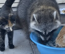 「それにゃに？」洗い物をしているアライグマを取り囲む猫。忙しいからあとにして〜！