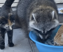 「それにゃに？」洗い物をしているアライグマを取り囲む猫。忙しいからあとにして〜！